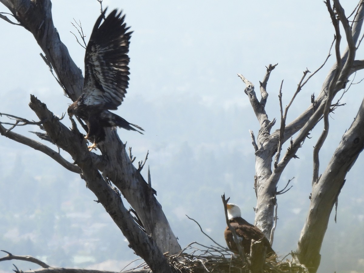 Bald Eagle - ML619600827