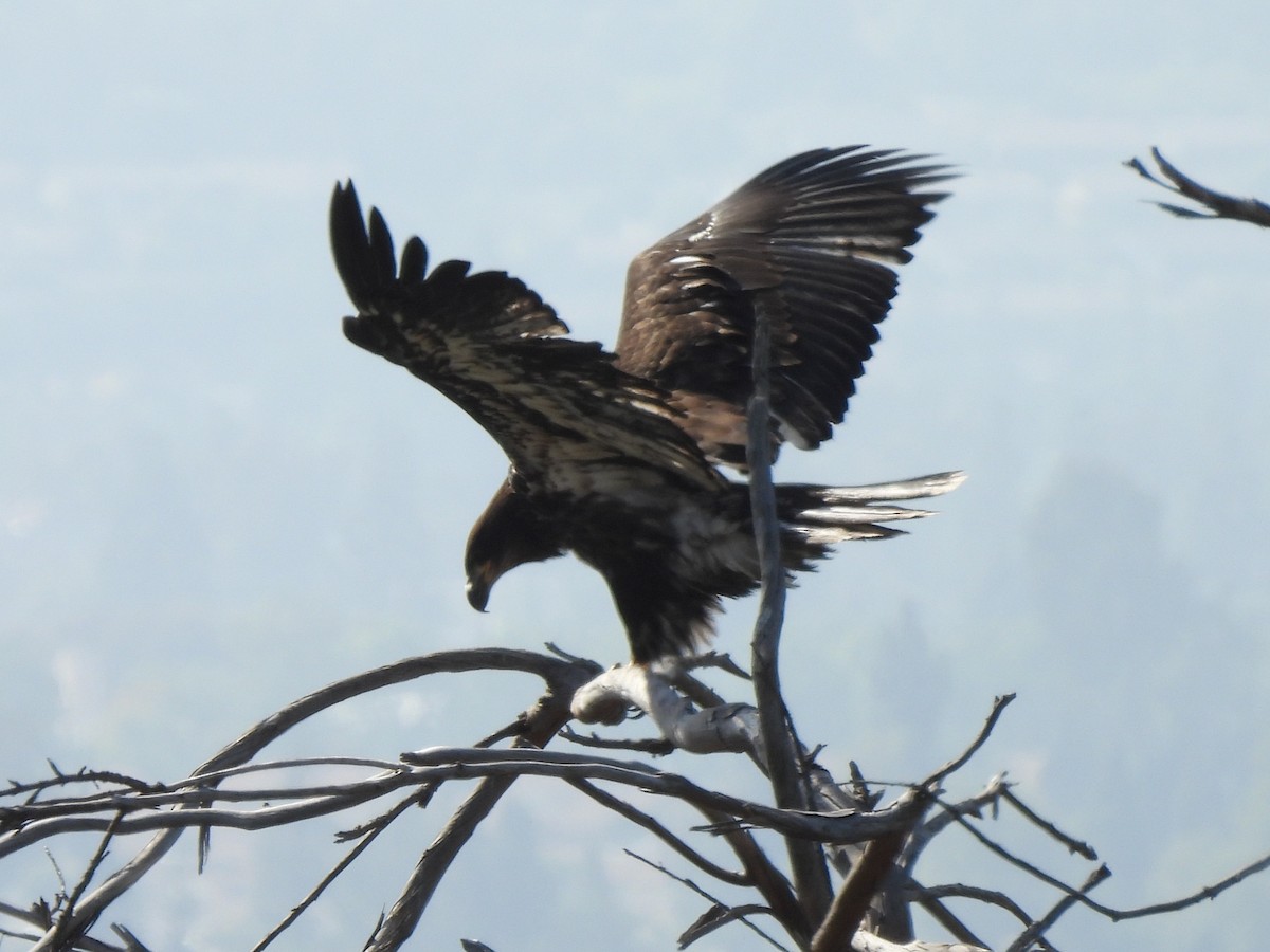 Weißkopf-Seeadler - ML619600831