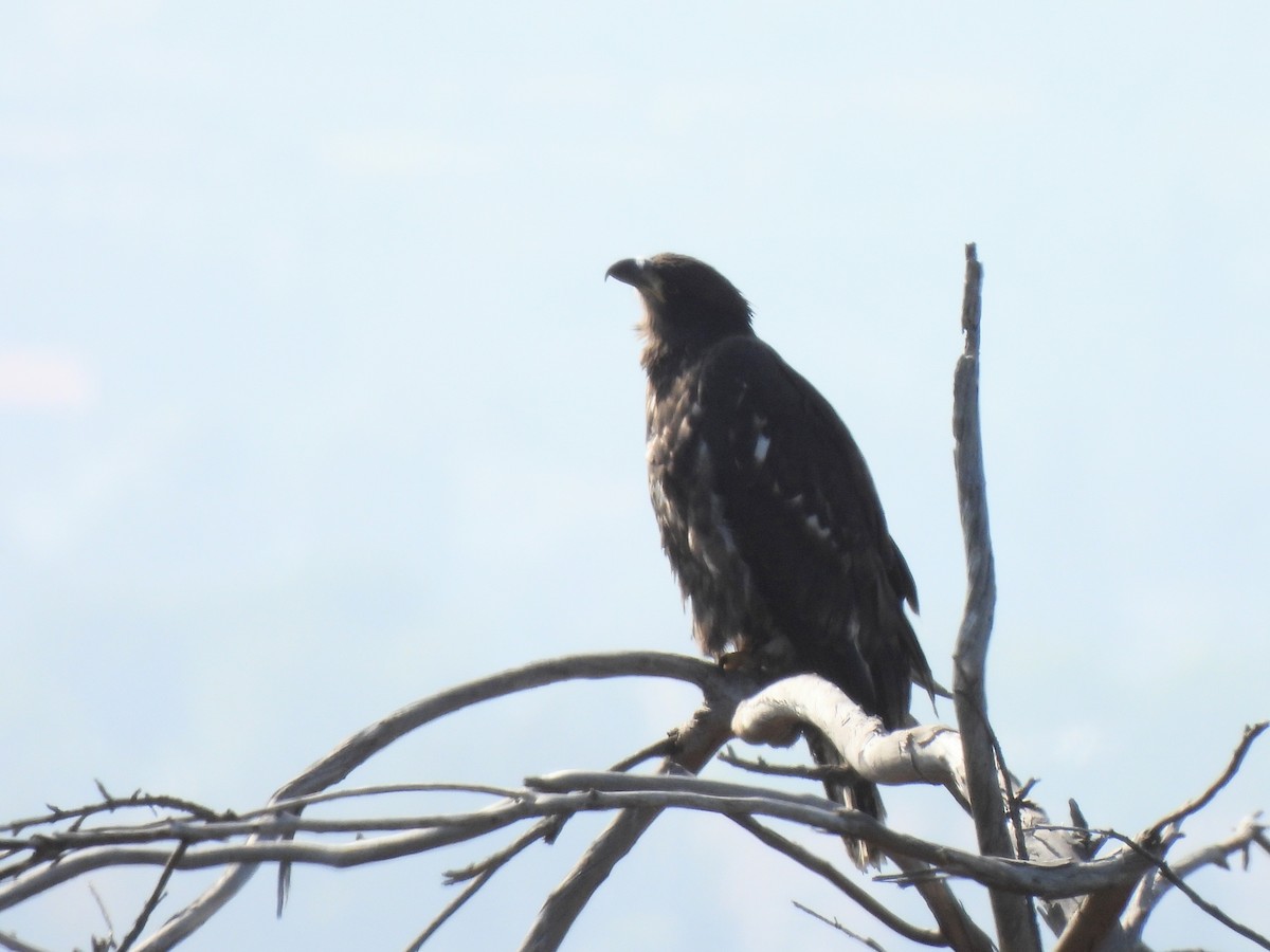 Weißkopf-Seeadler - ML619600832