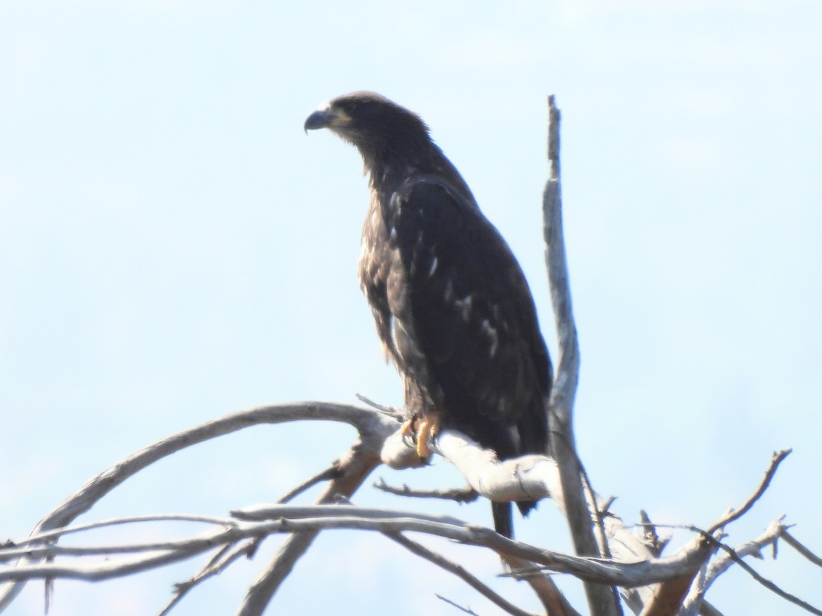 Weißkopf-Seeadler - ML619600833