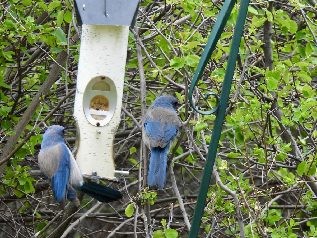 Woodhouse's Scrub-Jay - Susan Ringoen