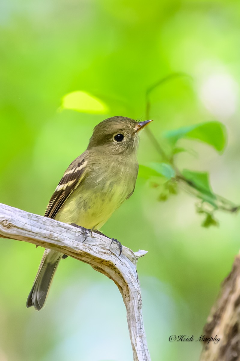 Yellow-bellied Flycatcher - Heidi Murphy