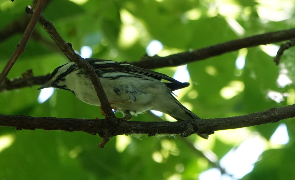 Blackpoll Warbler - William Boyes