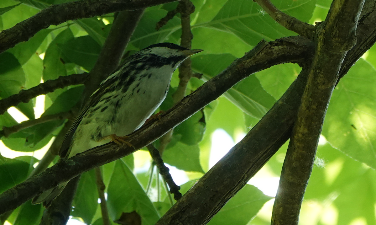 Blackpoll Warbler - William Boyes