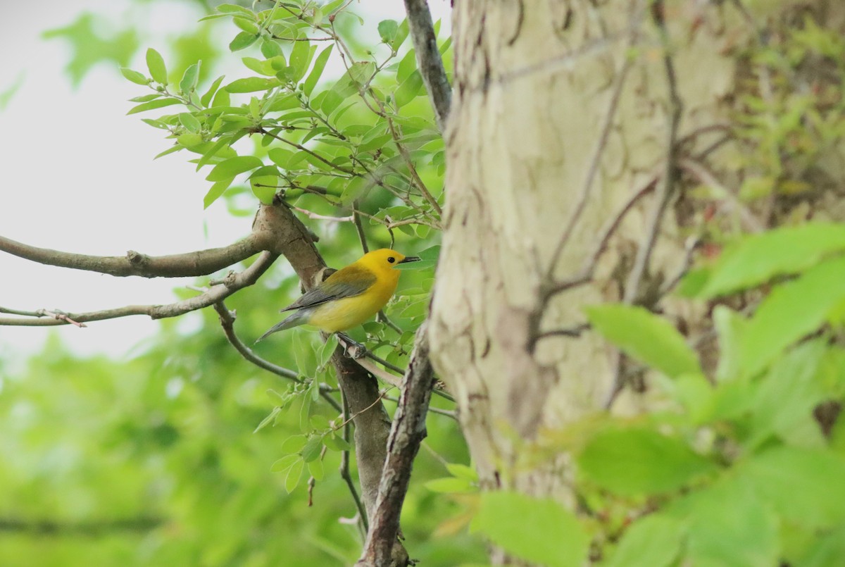 Prothonotary Warbler - Eric M. Hall