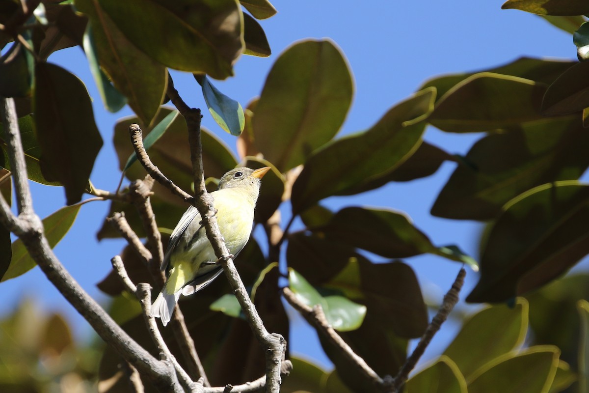 Western Tanager - Adrian Vilca