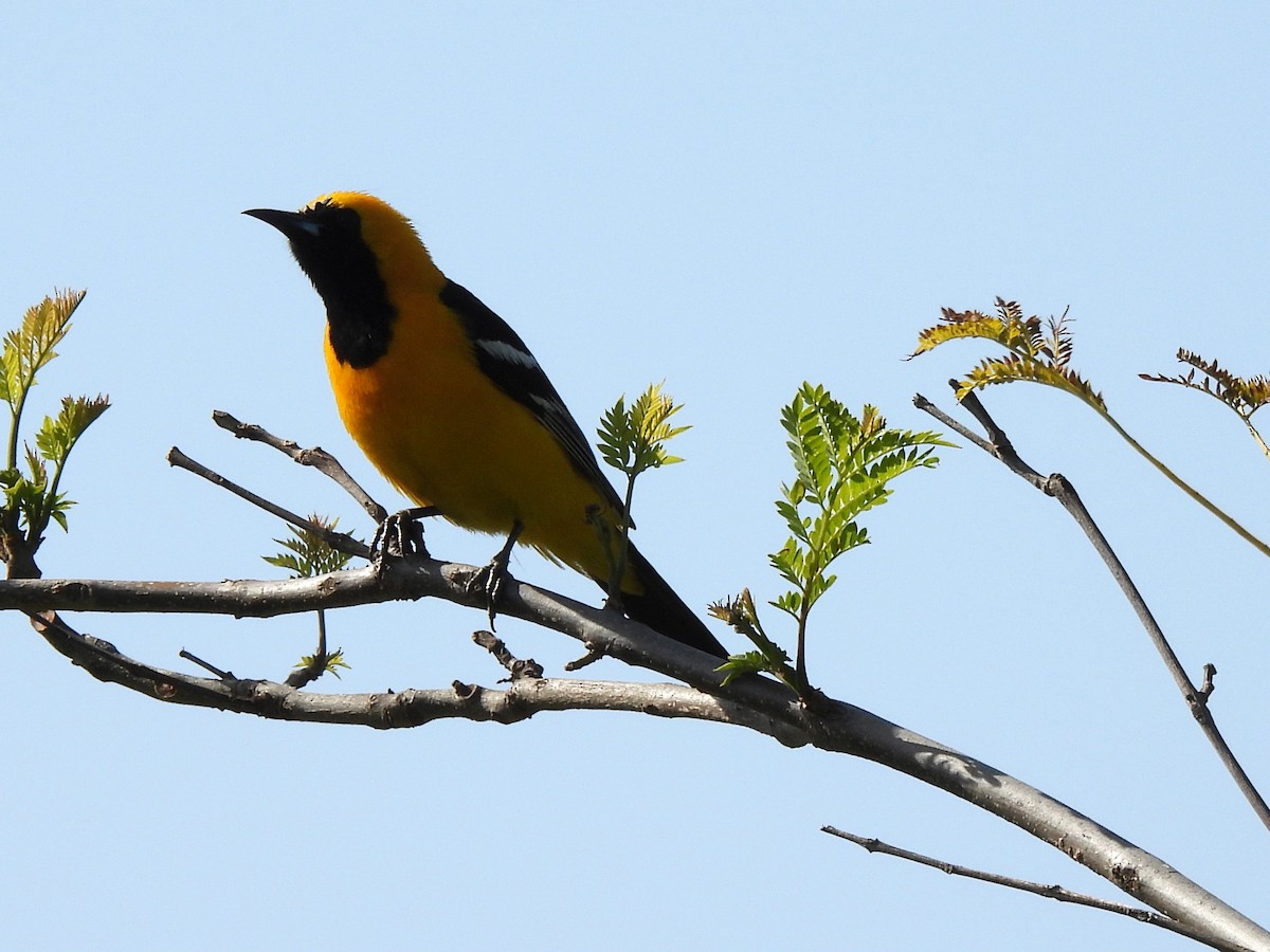 Hooded Oriole - Kiandra Mitchell