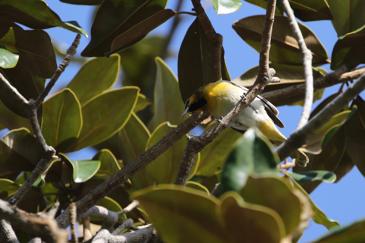 Bullock's x Baltimore Oriole (hybrid) - ML619600852