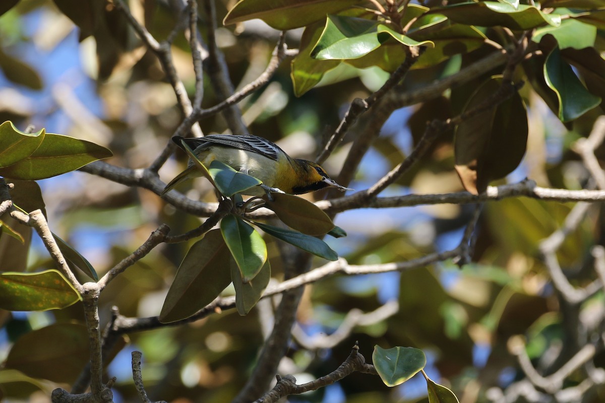 Hybride Oriole de Bullock x O. de Baltimore - ML619600853