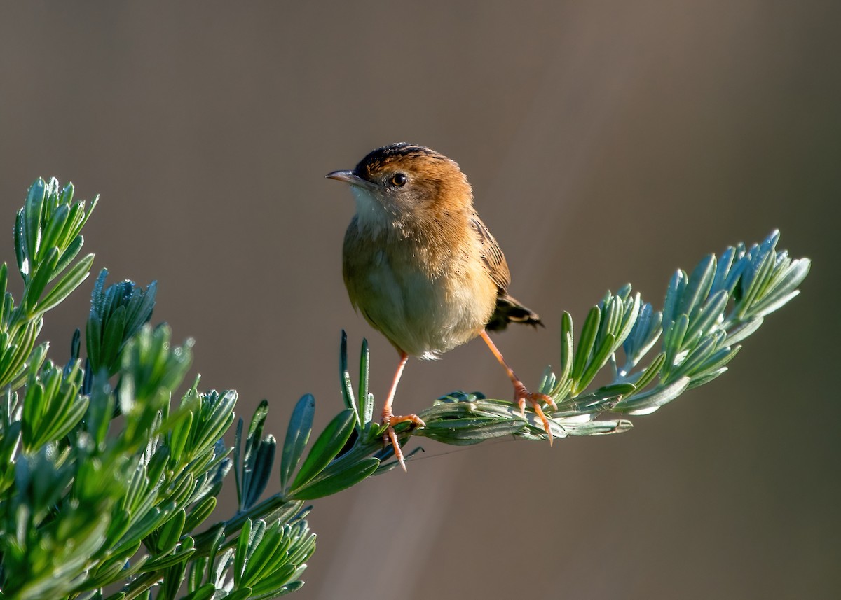 Golden-headed Cisticola - Jonathan Tickner