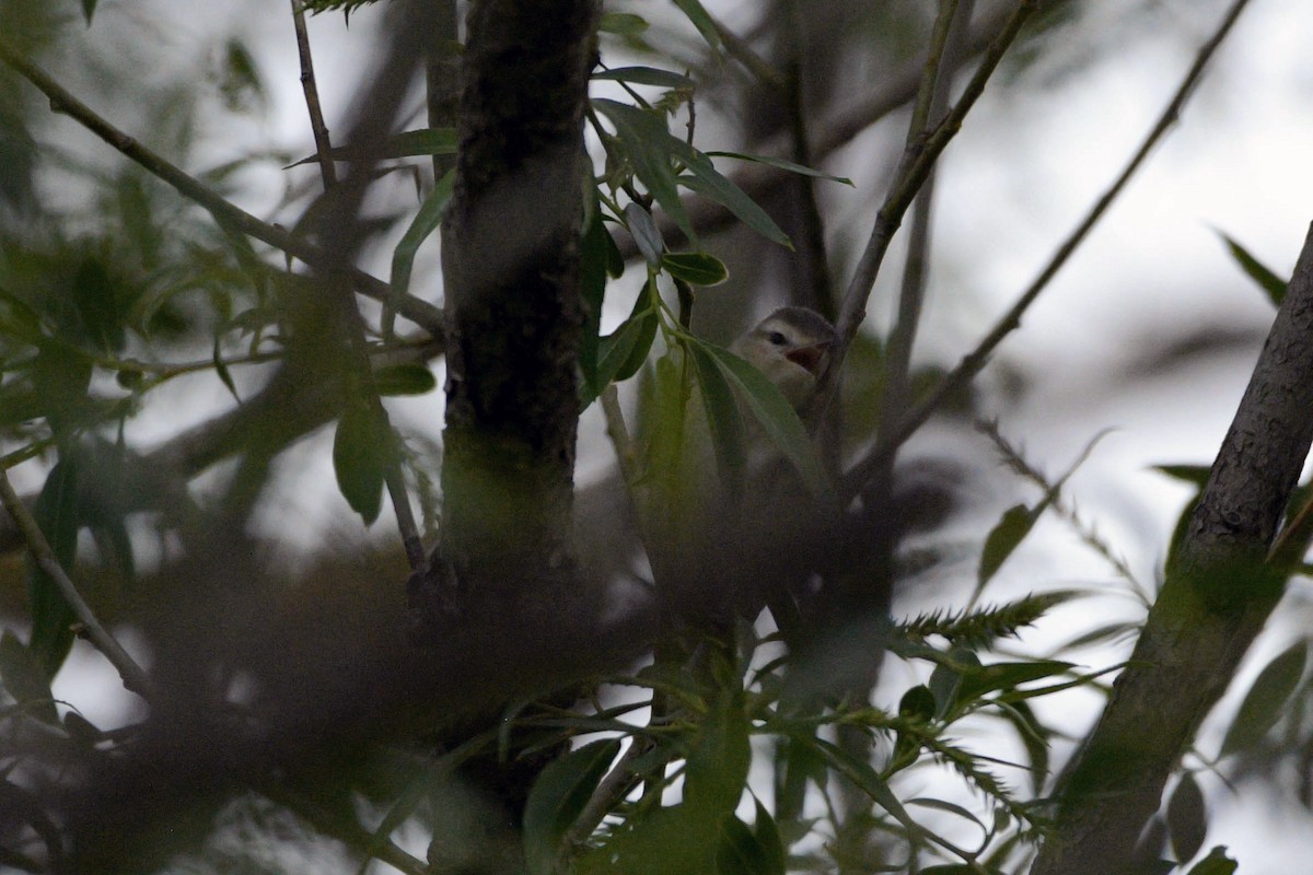 Warbling Vireo - Rich and Lynne Glassford