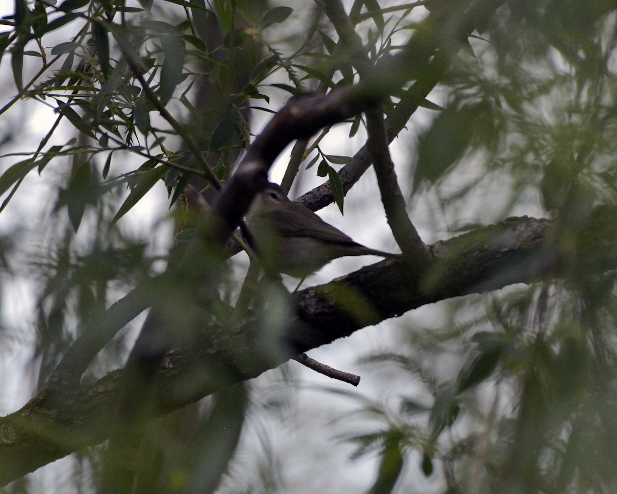 Warbling Vireo - Rich and Lynne Glassford