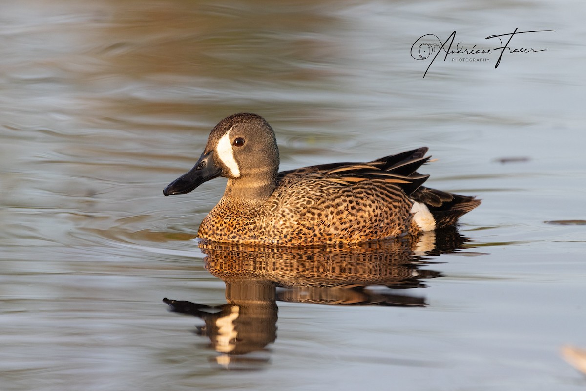 Blue-winged Teal - Andreane Fraser