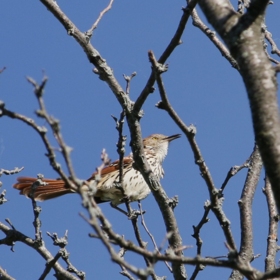 Brown Thrasher - Rick Wojcik