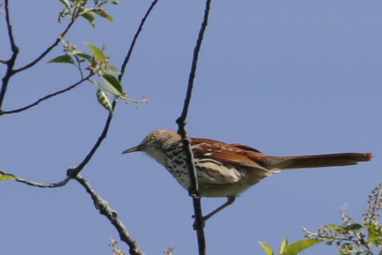 Brown Thrasher - Rick Wojcik