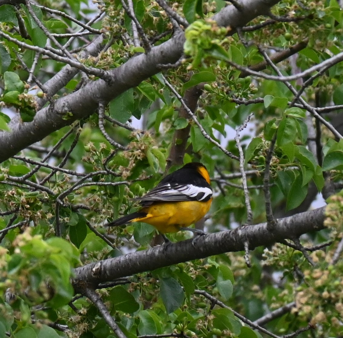 Bullock's Oriole - Steve Scordino