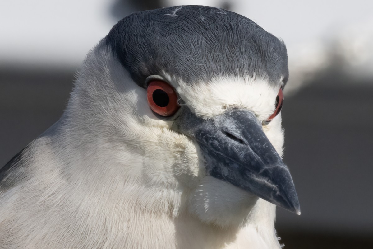 Black-crowned Night Heron - Ted Keyel