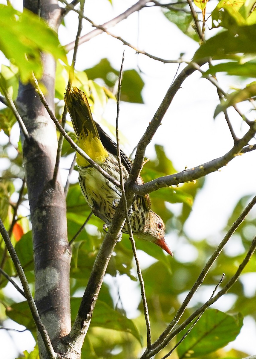 Ventriloquial Oriole - Rahman Mandu