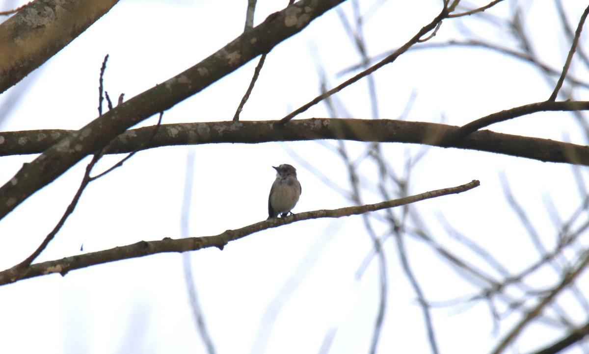 Taiga Flycatcher - Praveen H N