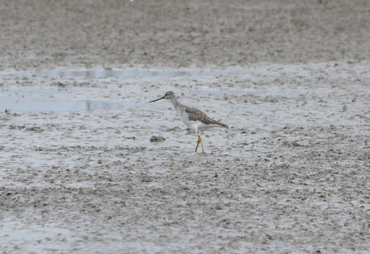 Greater Yellowlegs - ML619600875