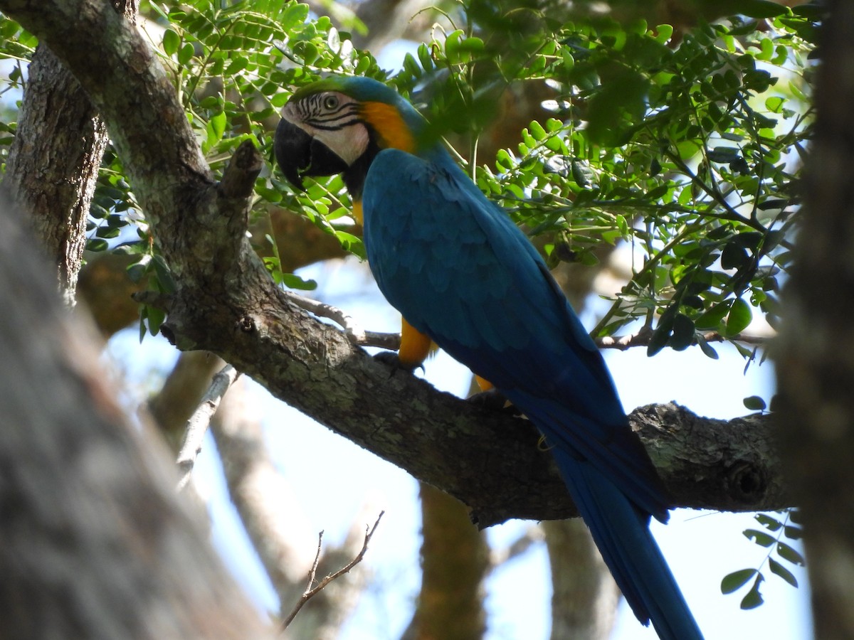 Blue-and-yellow Macaw - Leandro Niebles Puello