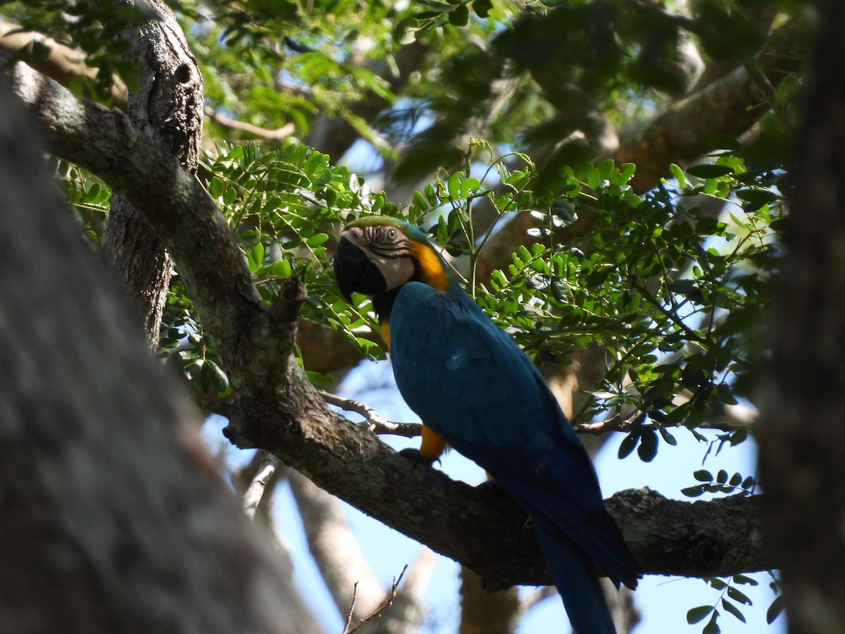 Blue-and-yellow Macaw - Leandro Niebles Puello