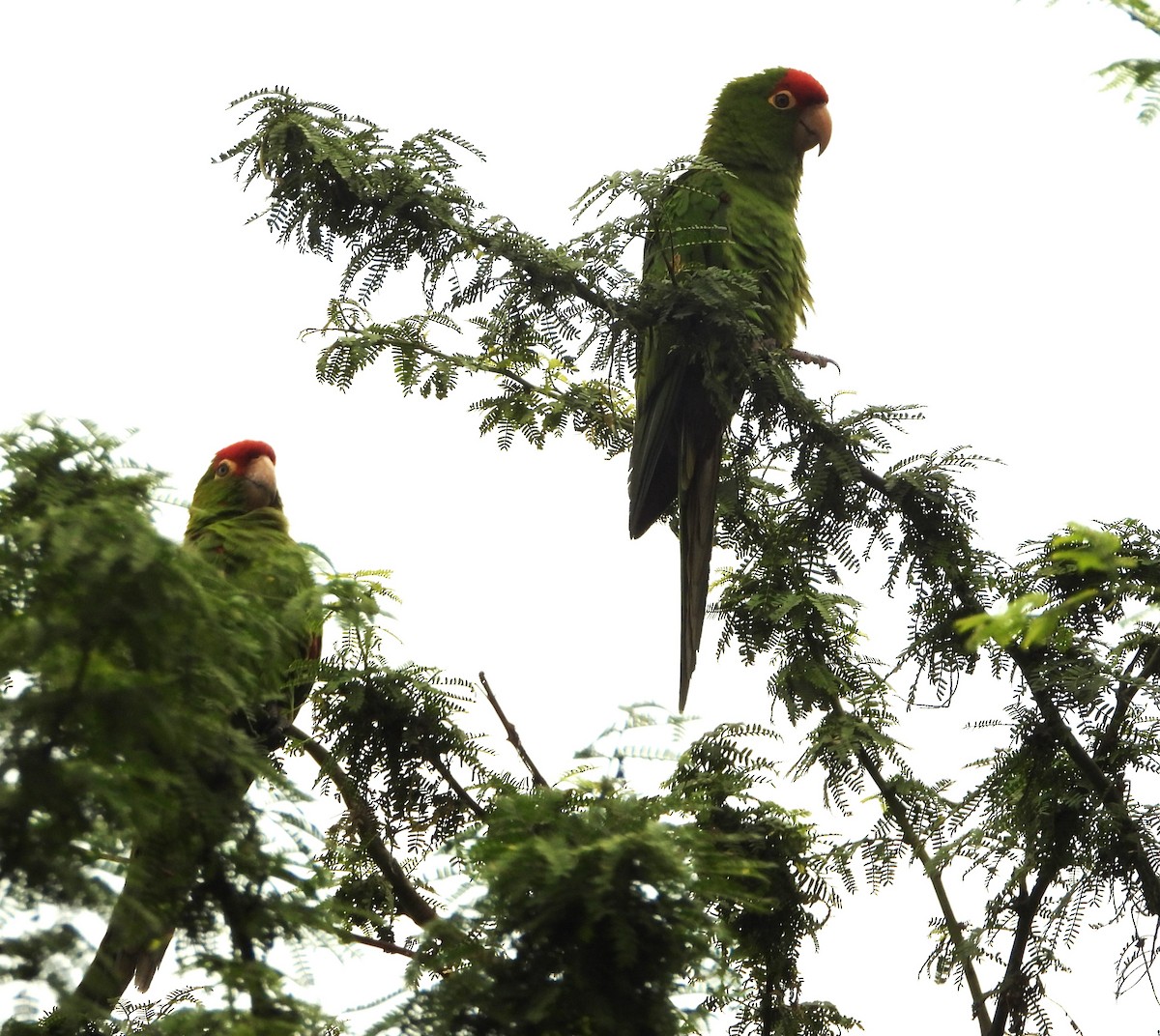 Cordilleran/Mitred Parakeet - Luis Enrique Pollack Velásquez