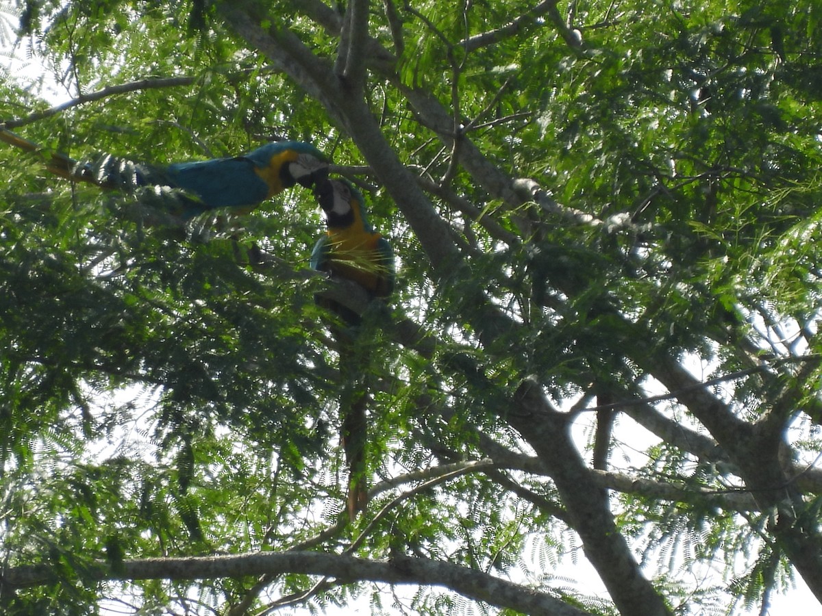 Blue-and-yellow Macaw - Leandro Niebles Puello