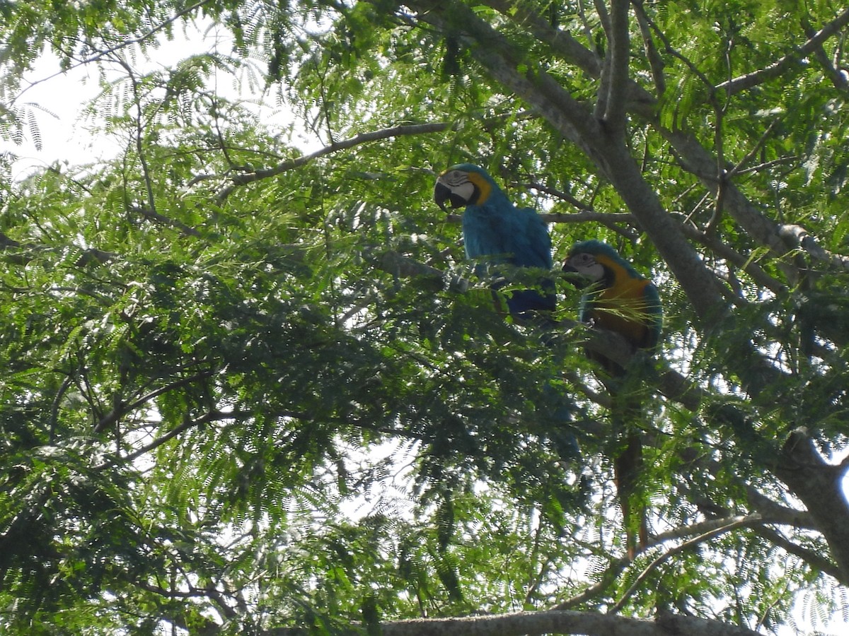 Blue-and-yellow Macaw - Leandro Niebles Puello