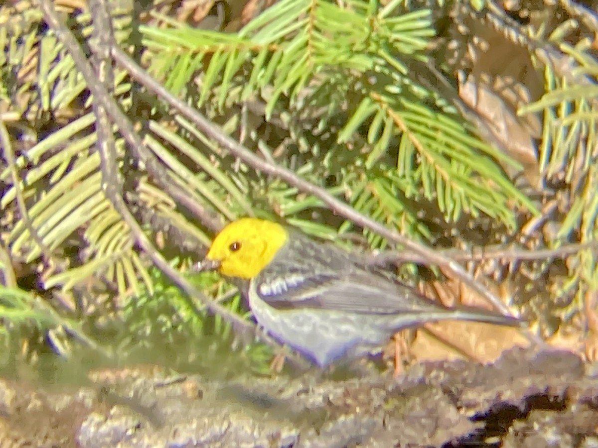 Hermit Warbler - Craig Litteken