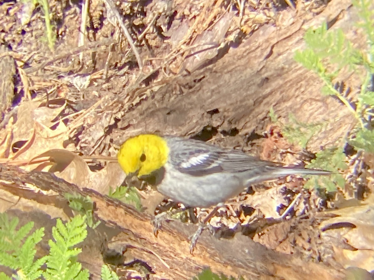 Paruline à tête jaune - ML619600889