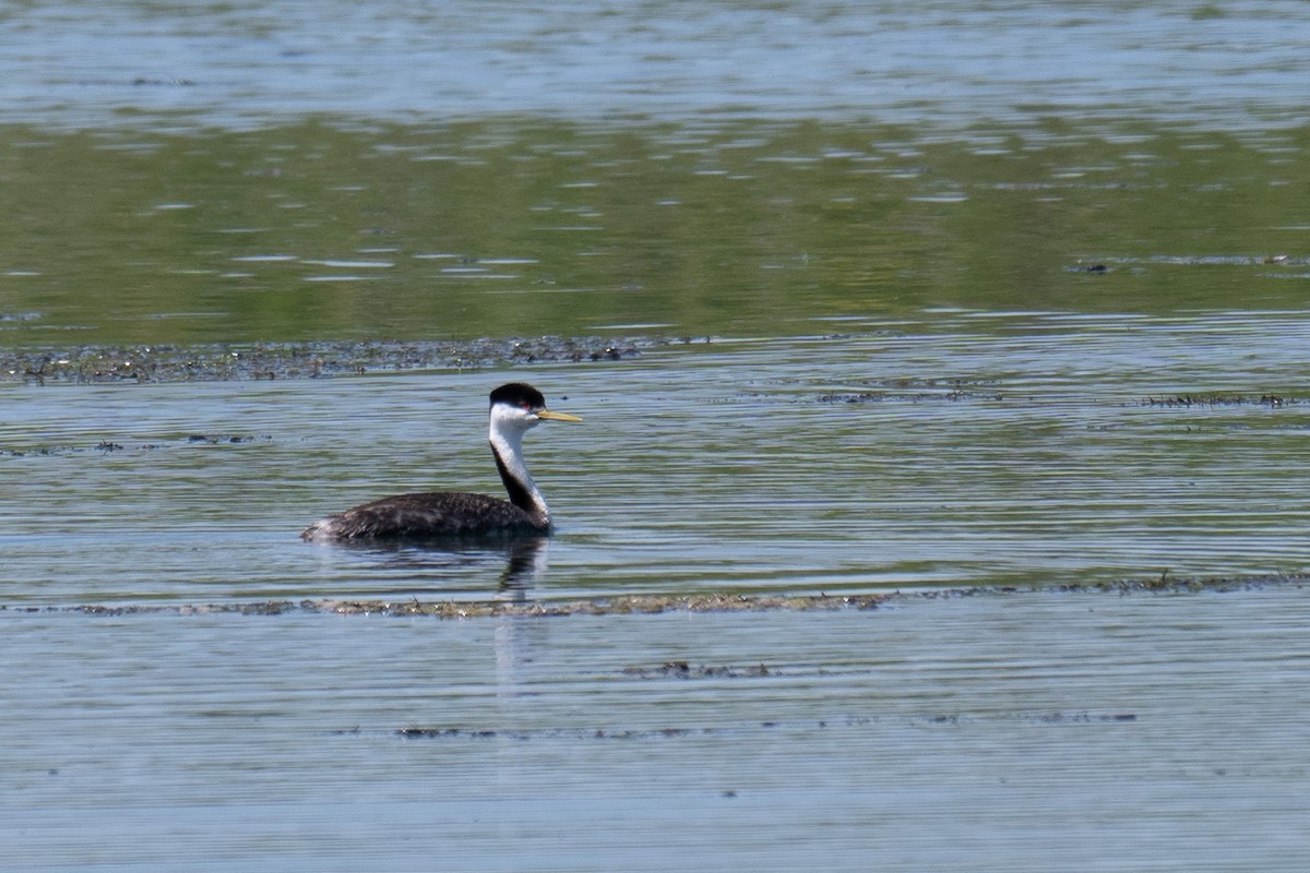 Western Grebe - Kevin Talbert