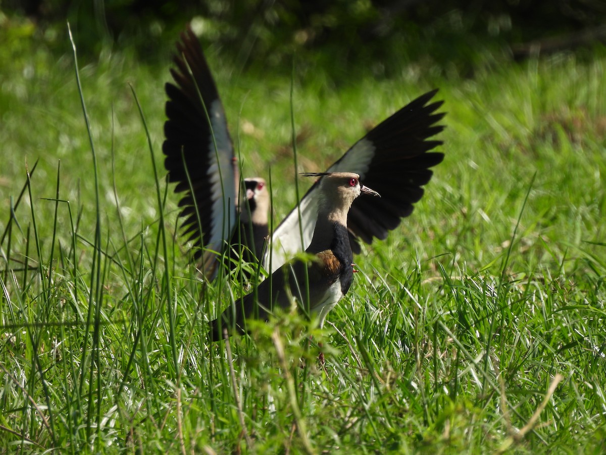 Southern Lapwing - ML619600891