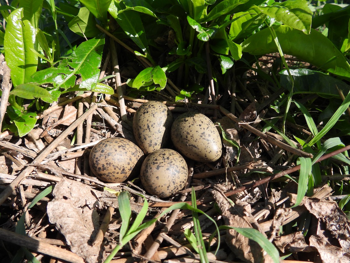 Southern Lapwing - ML619600895