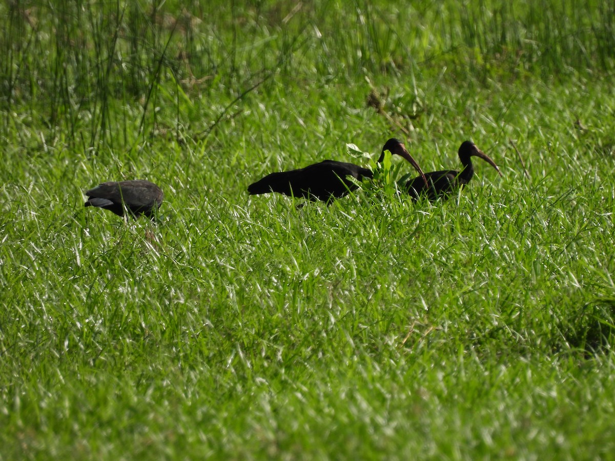 Bare-faced Ibis - Leandro Niebles Puello