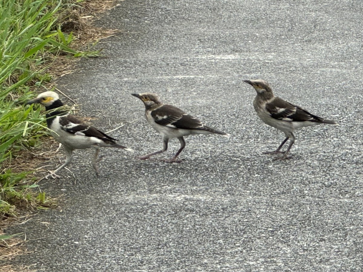 Black-collared Starling - ML619600904