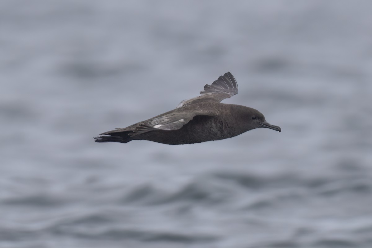 Sooty Shearwater - Ted Keyel