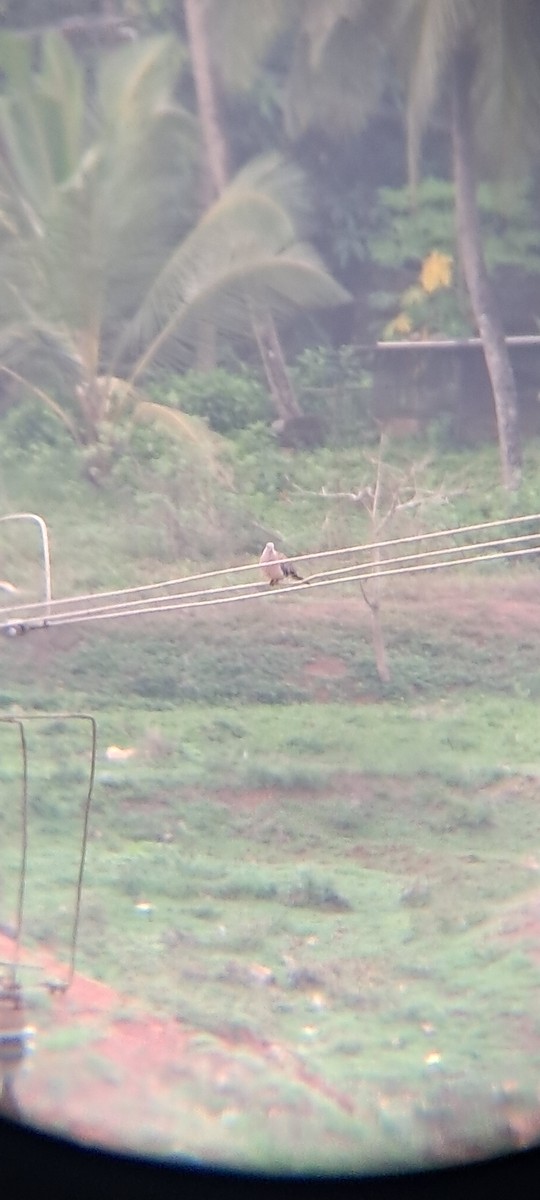 Spotted Dove - Mahima Shenoy