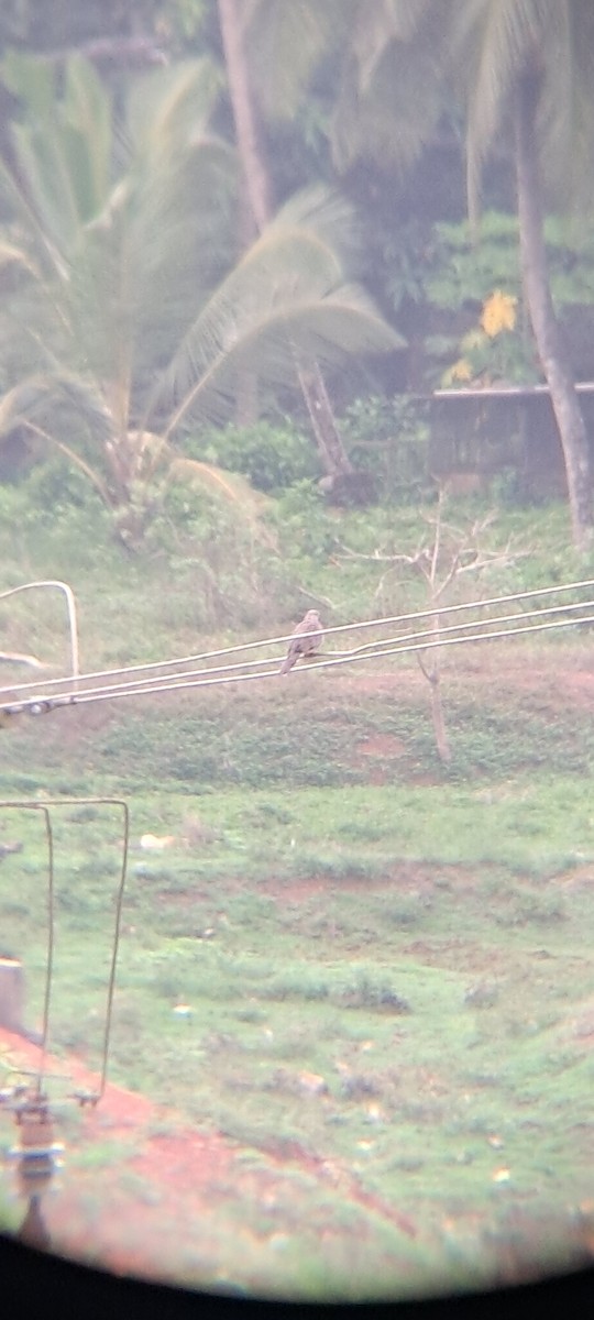 Spotted Dove - Mahima Shenoy