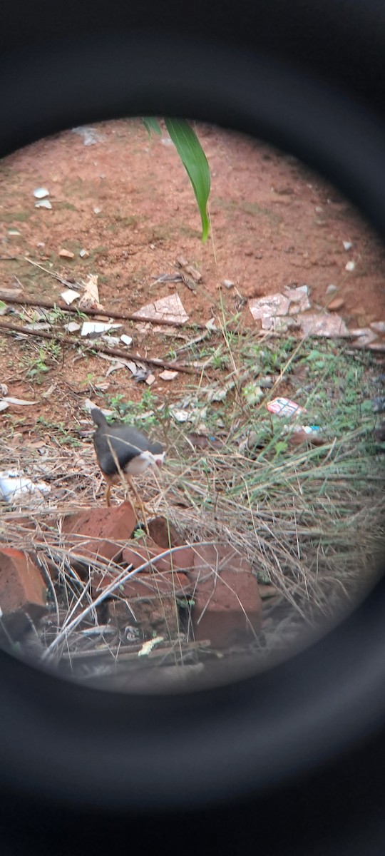 White-breasted Waterhen - Mahima Shenoy