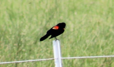 Red-winged Blackbird - Deborah  Hansen