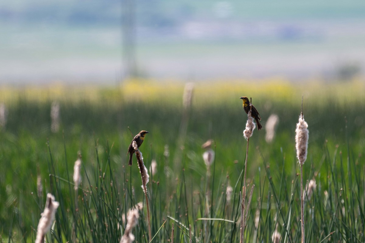 Yellow-headed Blackbird - ML619600920