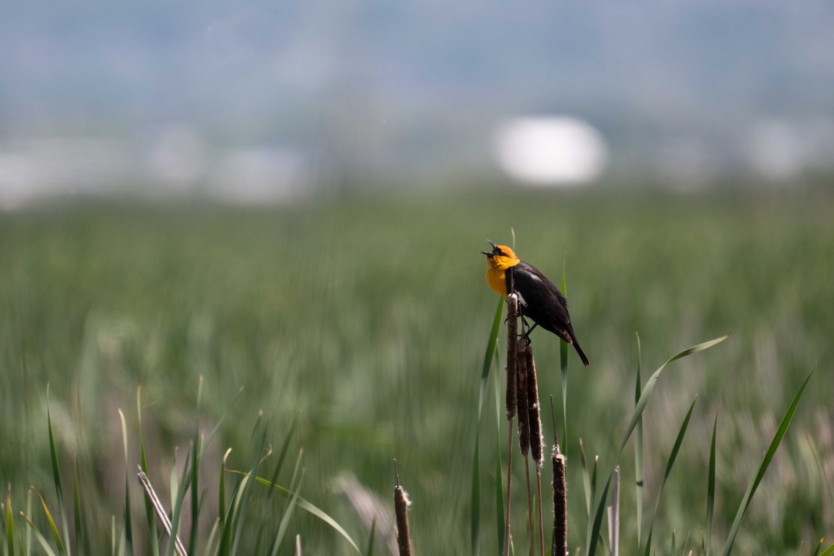 Yellow-headed Blackbird - Kevin Talbert
