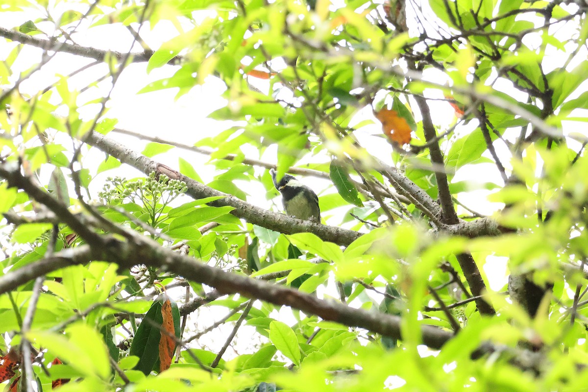 Coal Tit - Ying ZHOU