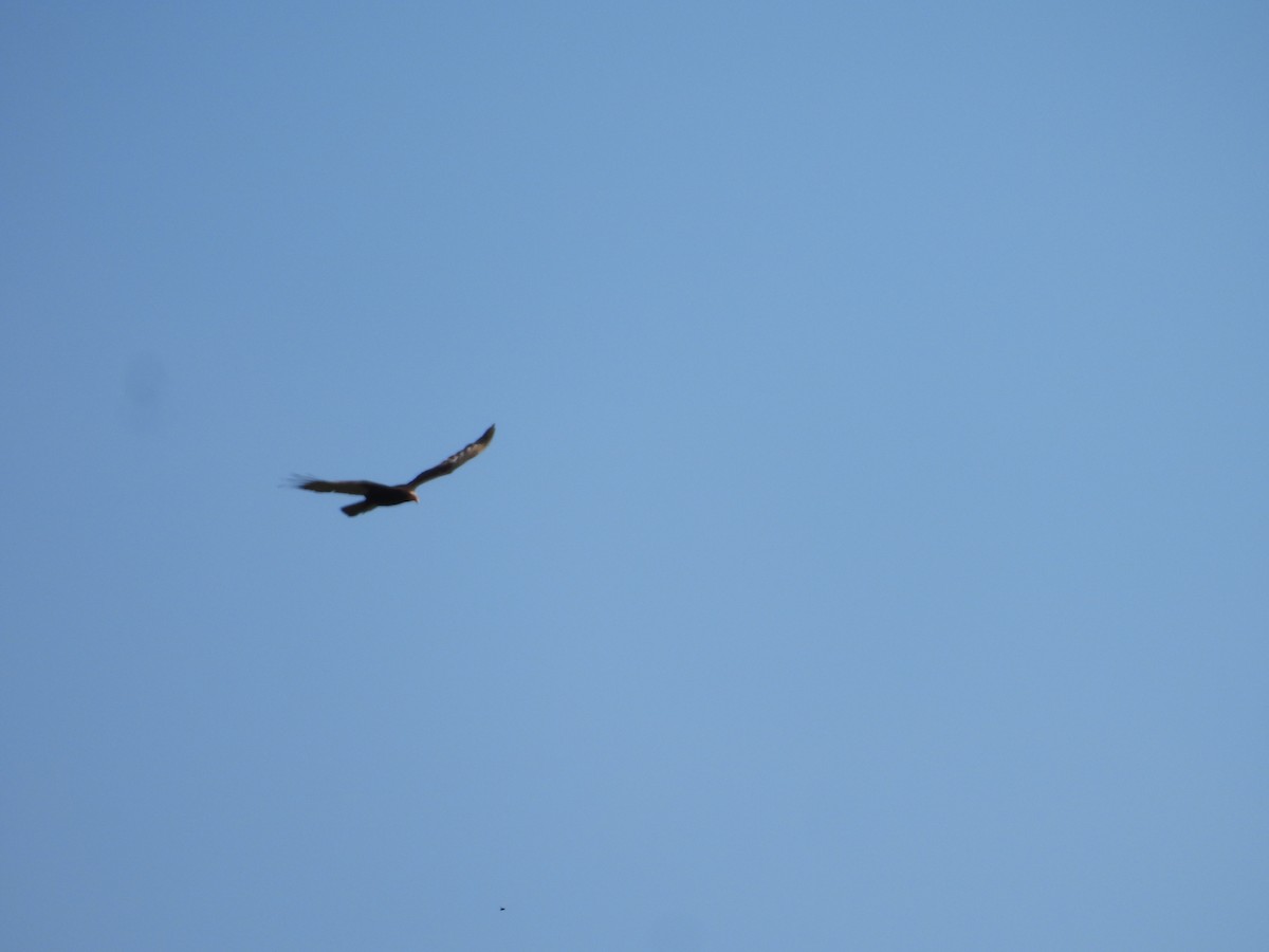 Lesser Yellow-headed Vulture - Leandro Niebles Puello