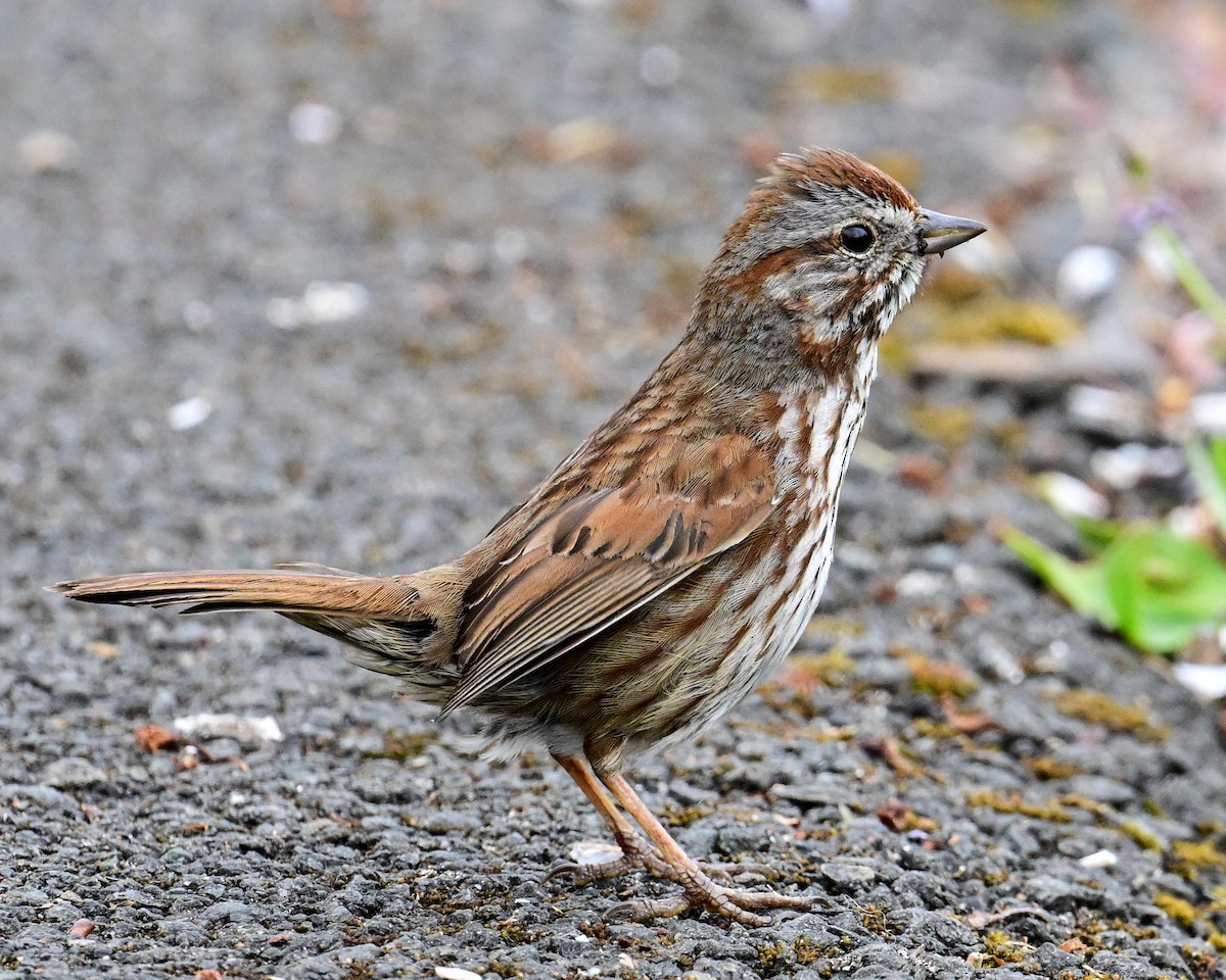 Song Sparrow - Alfred Bowles