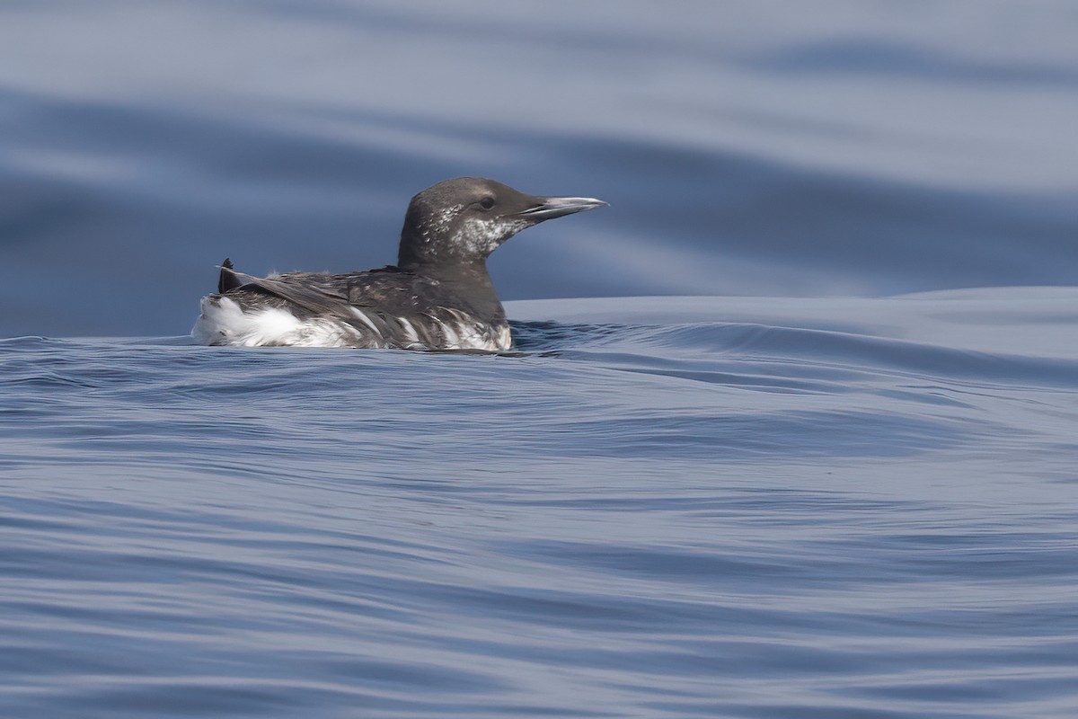 Common Murre - Ted Keyel