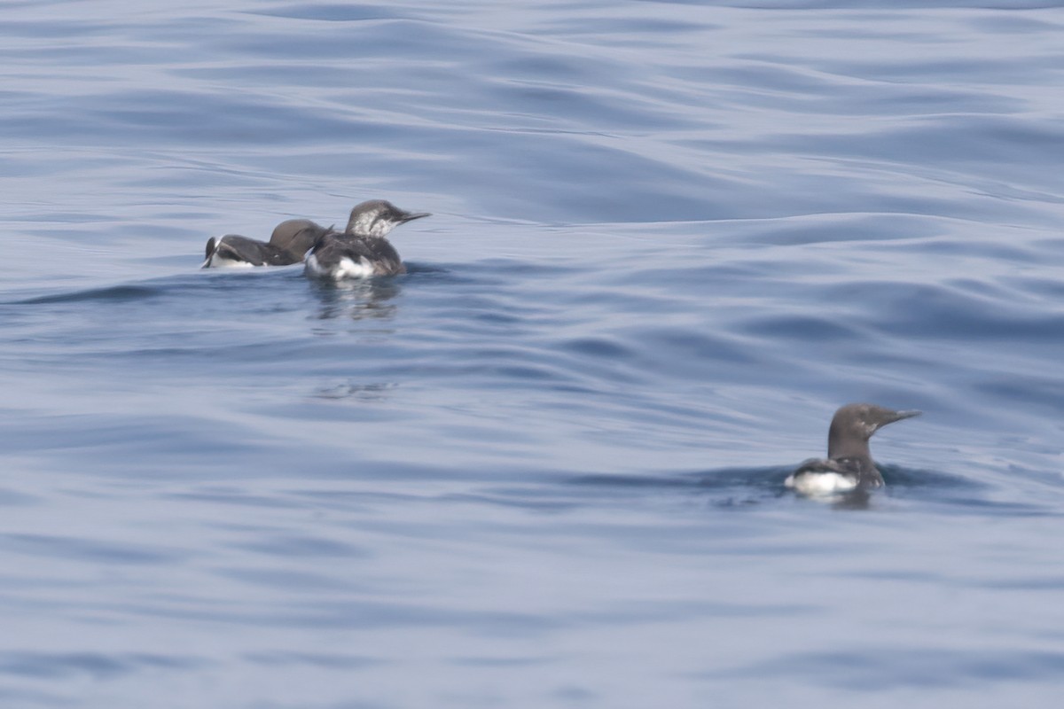 Common Murre - Ted Keyel