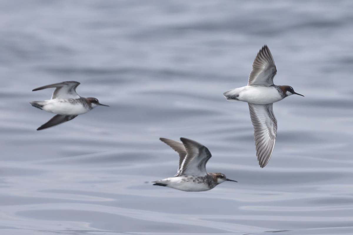 Red-necked Phalarope - Ted Keyel