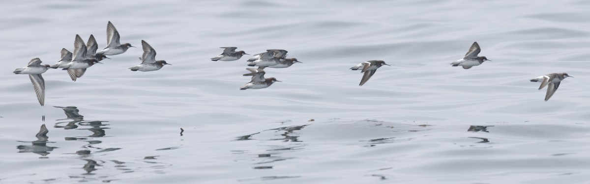 Red-necked Phalarope - Ted Keyel